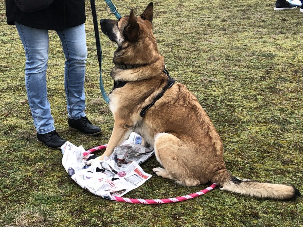 Vorbereitung Wesenstest Hund