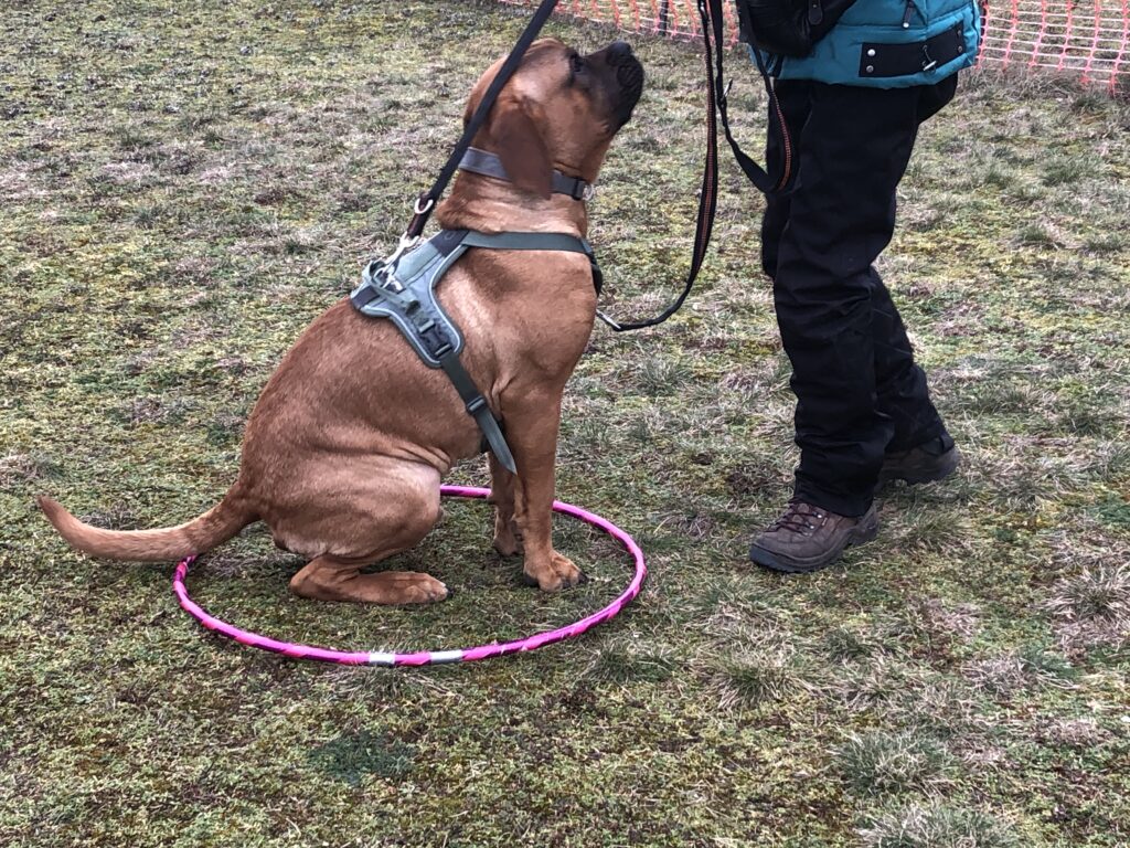 Junghundetraining Bersteland Lübben